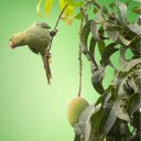 Parrot perches on mango tree  screen for extension Chrome web store in OffiDocs Chromium