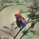 Parrot rowing tree  screen for extension Chrome web store in OffiDocs Chromium