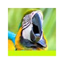 Pantalla Parrots para extensión Chrome web store en OffiDocs Chromium
