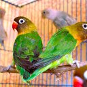 Parrots in cages  screen for extension Chrome web store in OffiDocs Chromium Parrots in cages  screen for extension Chrome web store in OffiDocs Chromium