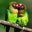 PARROTS Theme  screen for extension Chrome web store in OffiDocs Chromium