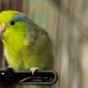 Parrot: The Intelligent and Colorful Talker  screen for extension Chrome web store in OffiDocs Chromium