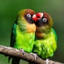 PARROT Theme  screen for extension Chrome web store in OffiDocs Chromium
