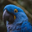 PARROT Theme  screen for extension Chrome web store in OffiDocs Chromium