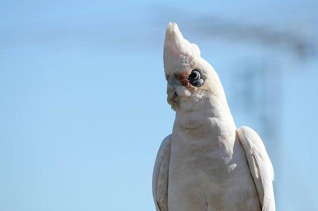 دانلود رایگان طوطی سفید پرنده کاکادو - عکس یا تصویر رایگان قابل ویرایش با ویرایشگر تصویر آنلاین GIMP