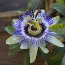 Free download Passion Flower -  free photo or picture to be edited with GIMP online image editor