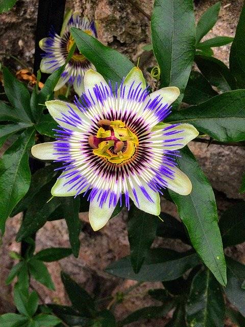 Kostenloser Download Passionsfrucht Purple Flower - kostenloses Foto oder Bild zur Bearbeitung mit GIMP Online-Bildbearbeitung