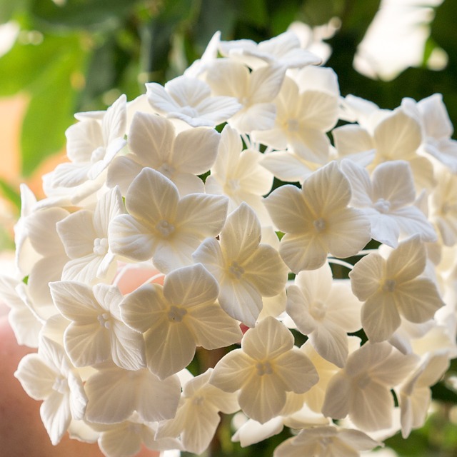 Bezpłatne pobieranie pasztetu ma bezpłatny obraz hortensji kwiatowej do edycji za pomocą bezpłatnego edytora obrazów online GIMP