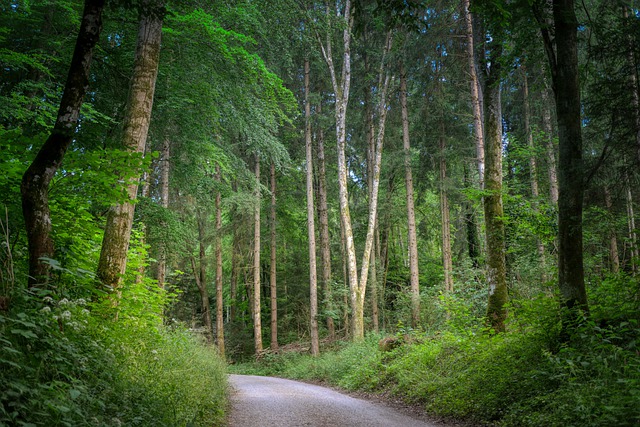 Ücretsiz indirme yolu orman yolu glade yukarıya doğru ücretsiz resim GIMP ücretsiz çevrimiçi resim düzenleyici ile düzenlenecektir