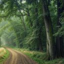 Path in deep forest  screen for extension Chrome web store in OffiDocs Chromium