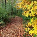 Path into the forest  screen for extension Chrome web store in OffiDocs Chromium