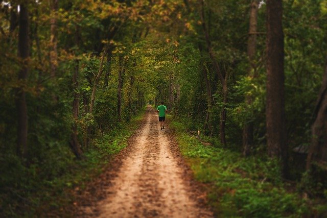 Free download path trees leaves man trail fall free picture to be edited with GIMP free online image editor