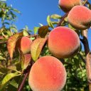 Peach  screen for extension Chrome web store in OffiDocs Chromium