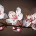 PEACH BLOSSOM 2 Theme  screen for extension Chrome web store in OffiDocs Chromium