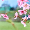 Peach Blossoms  screen for extension Chrome web store in OffiDocs Chromium