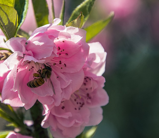 Free download peach blossoms peach flowers free picture to be edited with GIMP free online image editor