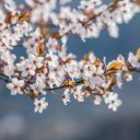 PEACH BLOSSOM Theme  screen for extension Chrome web store in OffiDocs Chromium