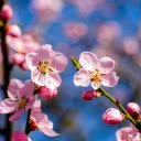Peaches bloom  screen for extension Chrome web store in OffiDocs Chromium
