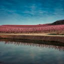 Peach garden blooming  screen for extension Chrome web store in OffiDocs Chromium