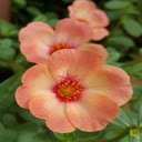 Peach orange flower wallpaper  screen for extension Chrome web store in OffiDocs Chromium