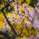 Peach tree blooms  screen for extension Chrome web store in OffiDocs Chromium