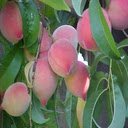 Peach wallpaper  screen for extension Chrome web store in OffiDocs Chromium