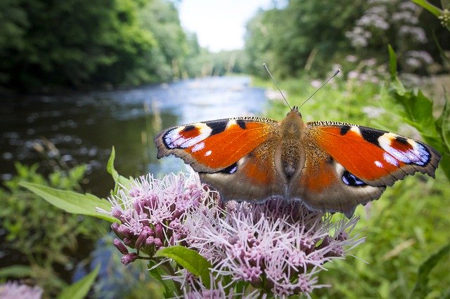 Faça o download gratuito da imagem gratuita do peacock aglais io butterfly river para ser editada com o editor de imagens on-line gratuito do GIMP