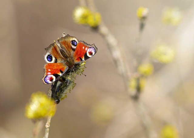 Téléchargement gratuit d'une image gratuite d'insecte paon aglais io à modifier avec l'éditeur d'images en ligne gratuit GIMP