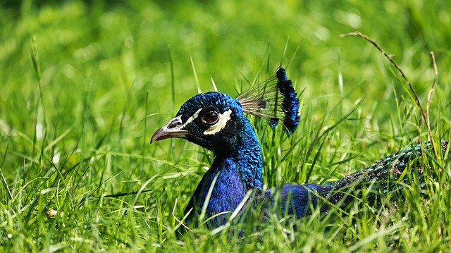 Free download peacock bird feathers template free picture to be edited with GIMP free online image editor