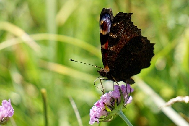 Téléchargement gratuit de papillon de paon aglais io image gratuite à éditer avec l'éditeur d'images en ligne gratuit GIMP