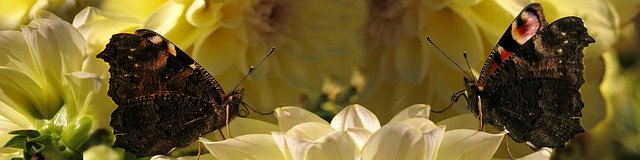 قم بتنزيل قالب صور مجاني Peacock Butterfly Banner ليتم تحريره باستخدام محرر الصور عبر الإنترنت GIMP