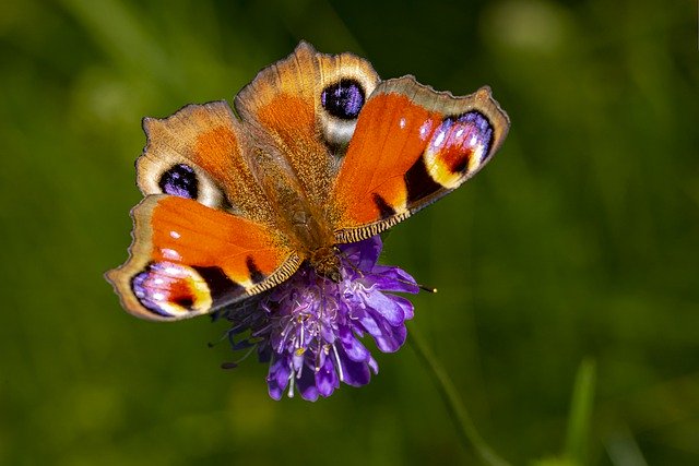 Téléchargement gratuit de l'image gratuite de fleur de papillon de papillon de paon à éditer avec l'éditeur d'images en ligne gratuit GIMP