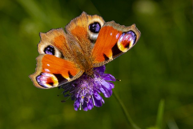 Free download peacock butterfly butterfly flower free picture to be edited with GIMP free online image editor