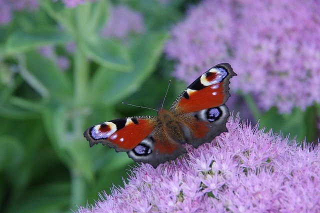 Tải xuống miễn phí hình ảnh con công bướm bướm hoa được chỉnh sửa bằng trình chỉnh sửa hình ảnh trực tuyến miễn phí GIMP