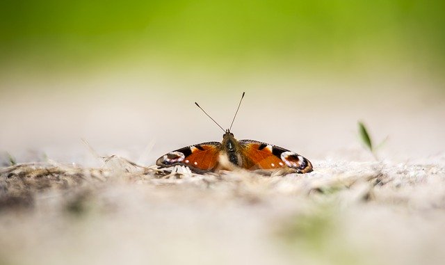 Descargue gratis la imagen gratuita del insecto mariposa pavo real aglais io para editar con el editor de imágenes en línea gratuito GIMP