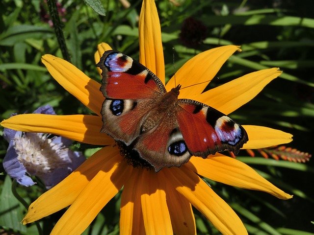 Descărcați gratuit peacock eye aglais io imagine gratuită pentru a fi editată cu editorul de imagini online gratuit GIMP