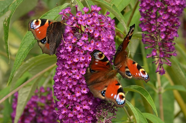 Free download peacock eye aglais io butterfly free picture to be edited with GIMP free online image editor