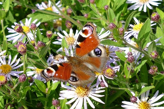 Descargue gratis la imagen gratuita de mariposa de ojo de pavo real aglais io para editar con el editor de imágenes en línea gratuito GIMP
