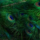 Free download Peacock Feathers -  free photo or picture to be edited with GIMP online image editor