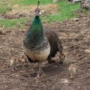 Peacock Flock  screen for extension Chrome web store in OffiDocs Chromium