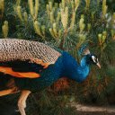 Peacock Green Garden  screen for extension Chrome web store in OffiDocs Chromium