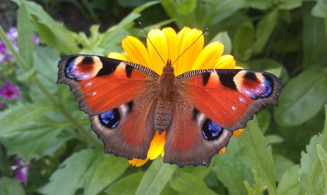 Bezpłatne pobieranie bezpłatnego zdjęcia motyla pawia inachis io do edycji za pomocą bezpłatnego edytora obrazów online GIMP
