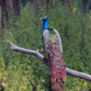 Peacock perched on a tree branch  screen for extension Chrome web store in OffiDocs Chromium Peacock perched on a tree branch  screen for extension Chrome web store in OffiDocs Chromium