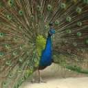 Peacock spreads its wings  screen for extension Chrome web store in OffiDocs Chromium