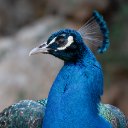 PEACOCK Theme  screen for extension Chrome web store in OffiDocs Chromium