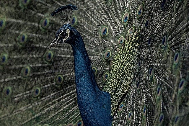 Free download peafowl peacock bird feathers free picture to be edited with GIMP free online image editor