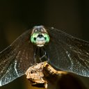 Pearl eyed dragonfly  screen for extension Chrome web store in OffiDocs Chromium