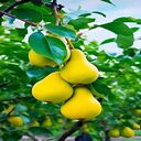 pear wallpaper  screen for extension Chrome web store in OffiDocs Chromium