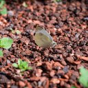 pebbles and white butterflies  screen for extension Chrome web store in OffiDocs Chromium