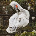 Pelican and long beak  screen for extension Chrome web store in OffiDocs Chromium